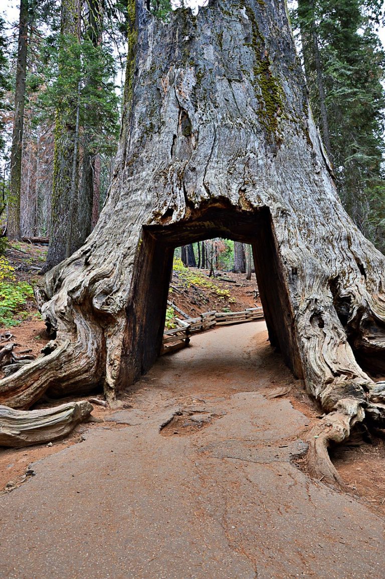 california, yosemite national park, redwoodtree-2077525.jpg